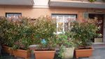 v.d.Pini-nuove2-002