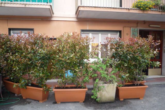 v.d.Pini-nuove2-002